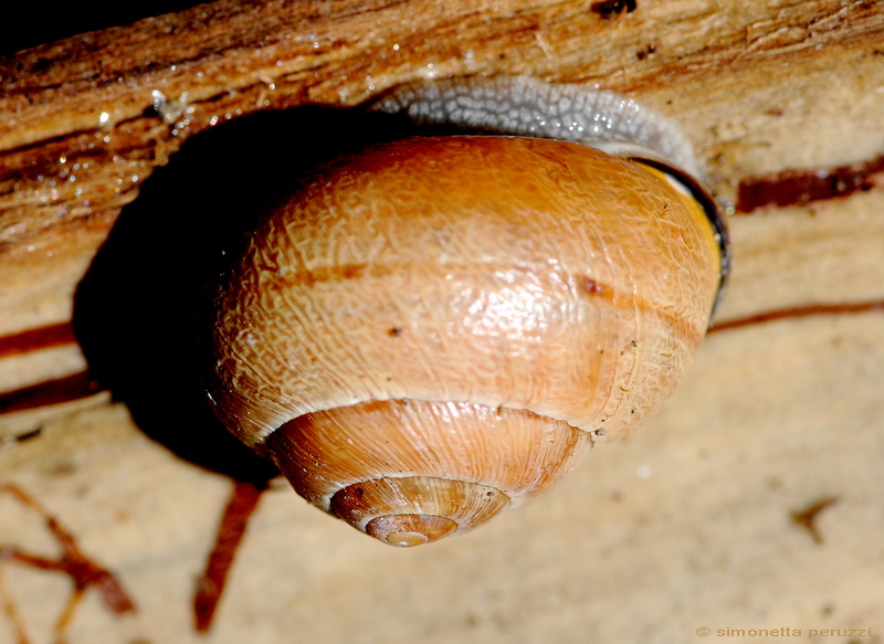 Cepaea nemoralis etrusca